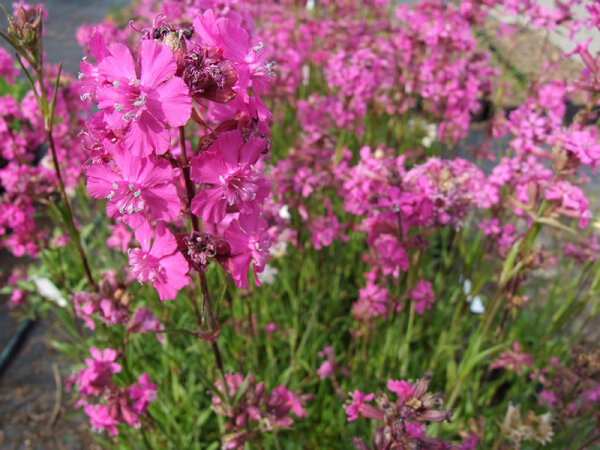 Lychnis viscaria (Wildform)