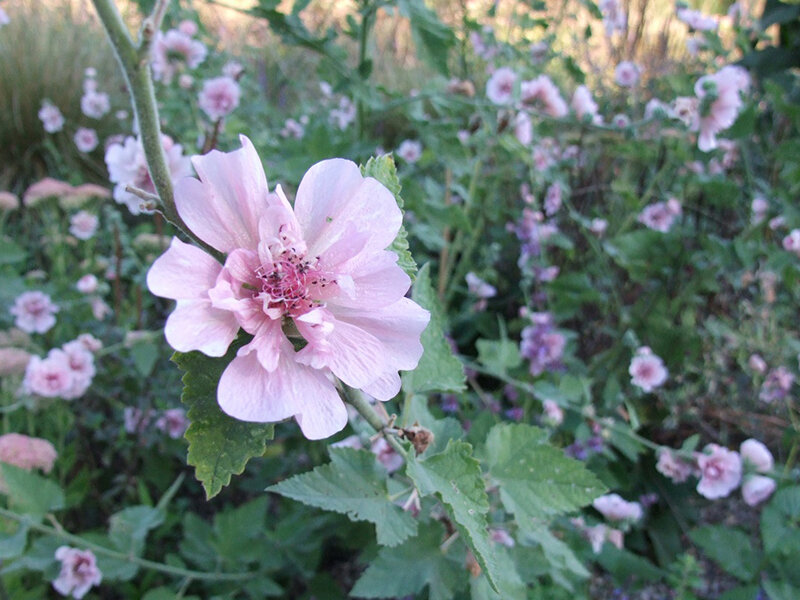 Alcea Hybr. Parkfrieden P1