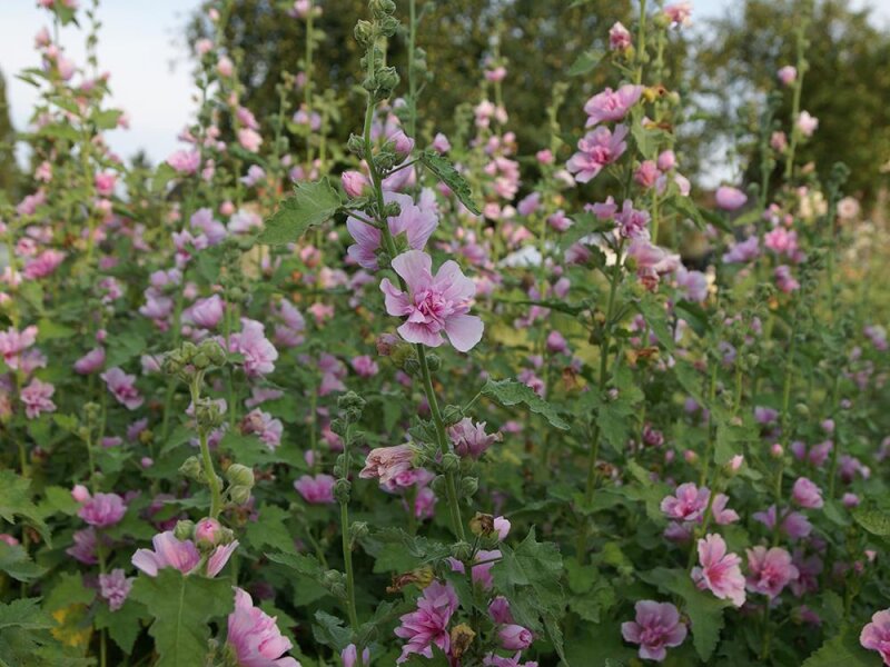 Alcea Hybr. Parkrondell P1