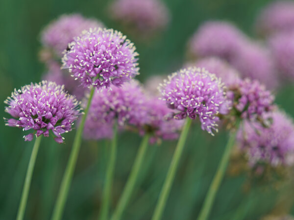 Allium senescens Lisa Blue