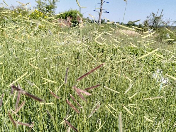Bouteloua gracilis Blonde Ambition