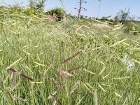 Bouteloua gracilis Blonde Ambition