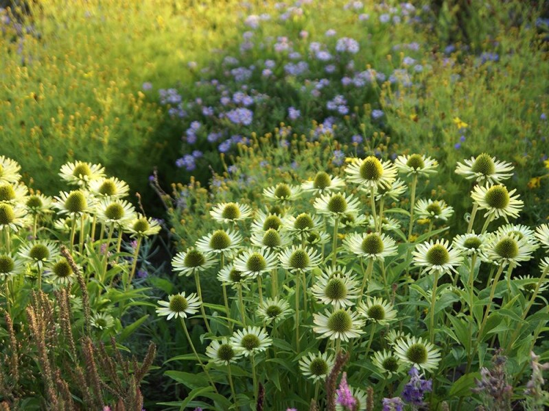 Echinacea Green Jewel&reg;