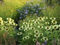 Echinacea Green Jewel&reg;