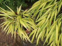 Hakonechloa macra Beni-Kaze*