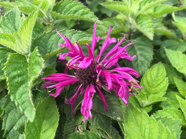 Monarda Bee-You® Bee Free