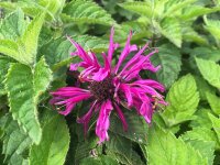 Monarda Bee-You&reg; Bee Free