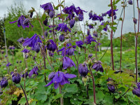 Aquilegia alpina