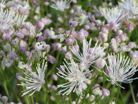 Thalictrum aquilegifolium