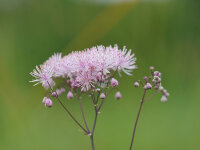 Thalictrum aquilegifolium