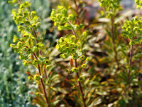 Euphorbia x martinii Ascot Rainbow