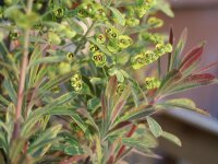 Euphorbia x martinii Ascot Rainbow