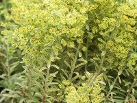 Euphorbia x martinii Ascot Rainbow