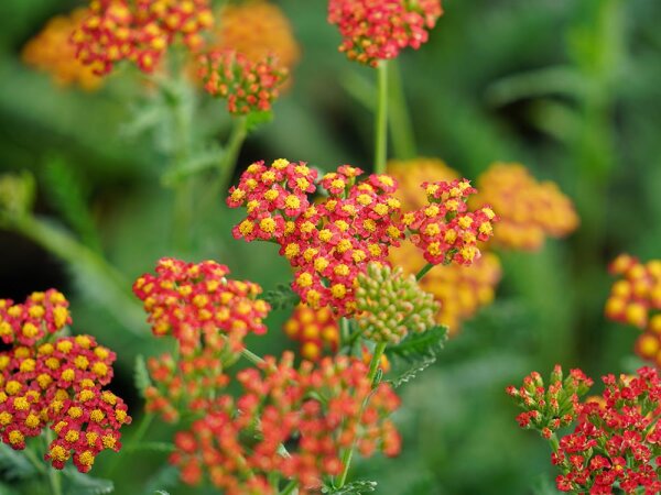 Achillea Millefolium-Hybr. Safran