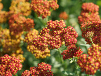 Achillea Millefolium-Hybr. Safran