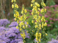 Verbascum densiflorum