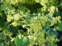 Alchemilla sericata Gold Strike