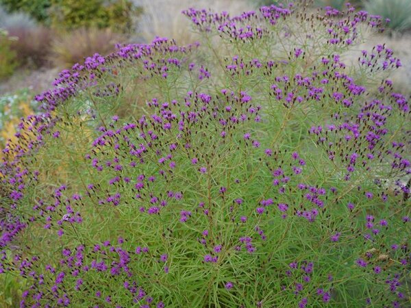 Vernonia lettermannii Steppenwolke