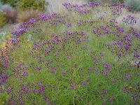Vernonia lettermannii Steppenwolke