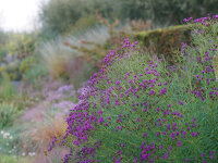 Vernonia lettermannii Steppenwolke