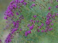Vernonia lettermannii Steppenwolke