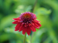 Echinacea purpurea Eccentric&reg; P1