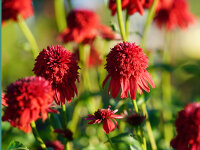 Echinacea purpurea Eccentric&reg; P1