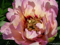 Paeonia intersekt.Hybride Pastel Splendor (Solitär))...