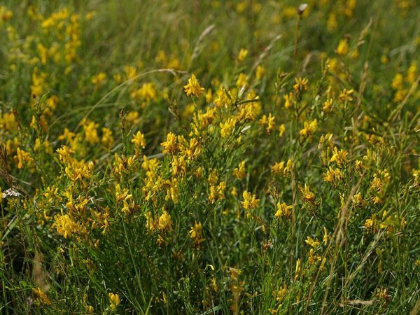 Genista tinctoria