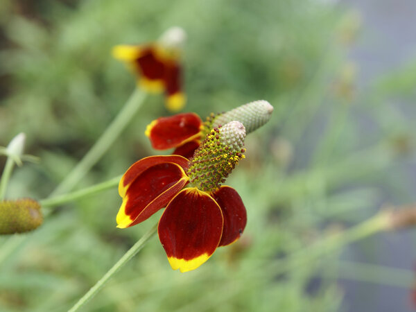 Ratibida columnifera Red Midget