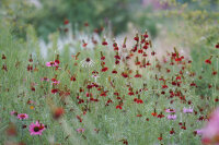 Ratibida columnifera Red Midget