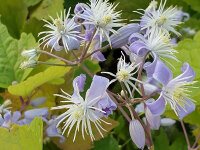 Clematis heracleifolia Mrs R.Brydon