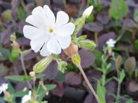 Silene latifolia ssp. alba