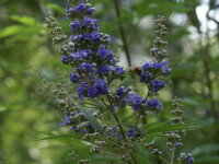 Vitex agnus-castus