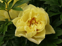 Paeonia intersektionelle Hybride Bartzella (Solitär)...