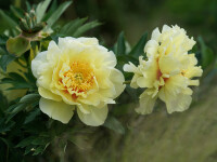Paeonia intersektionelle Hybride Bartzella (Solitär)...