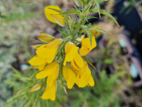 Ulex europaeus