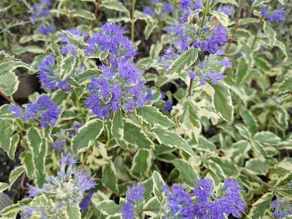 Caryopteris divaricata White Surprise