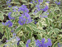 Caryopteris divaricata White Surprise