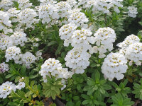 Iberis sempervirens Schneeflocke