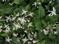 Clematis x youngiana Praecox