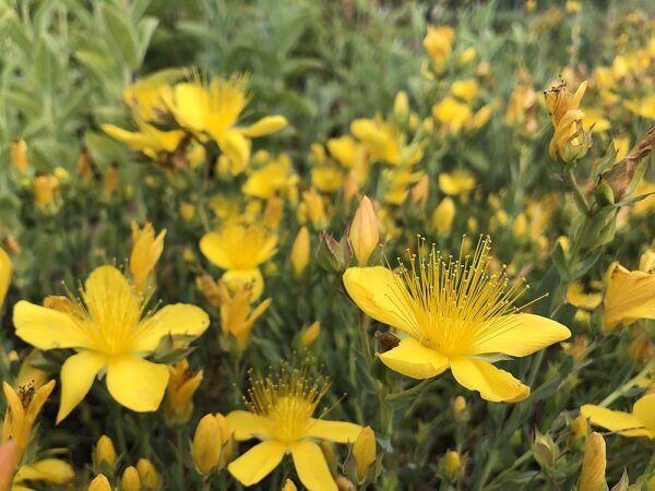 Hypericum hypericoides