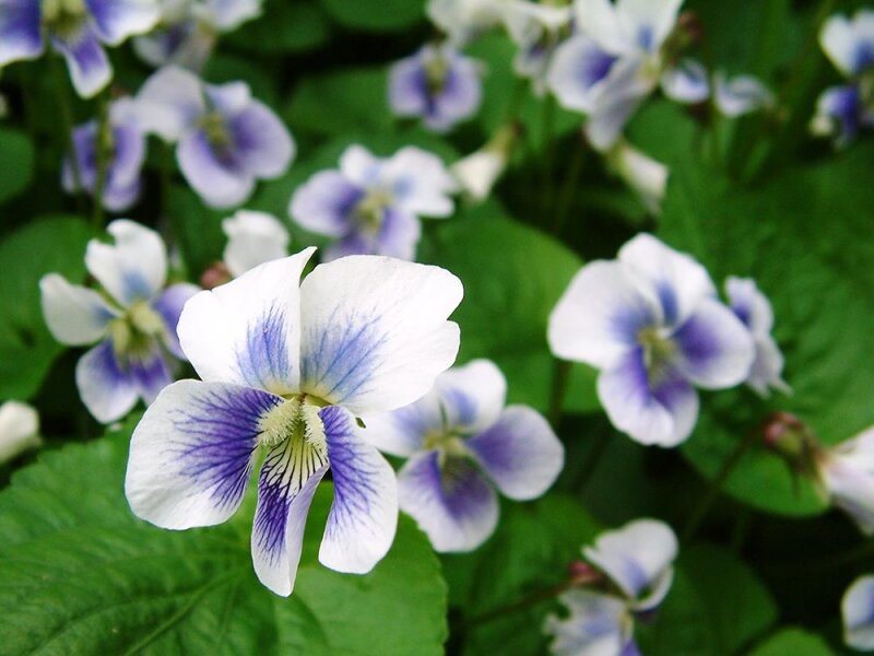 Viola sororia Freckles