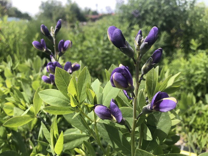 Baptisia Decadence &reg; Blueberry Sundae