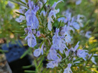Rosmarinus officinalis Veitshöchheim P1