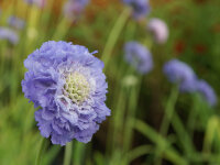 Scabiosa caucasica Gudrun P1