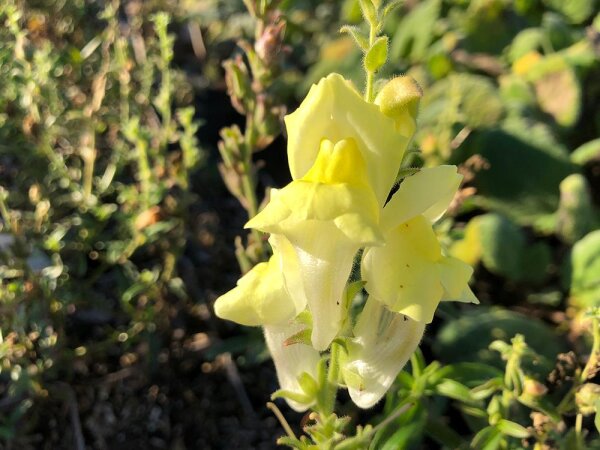 Antirrhinum braun-blanquetii