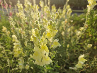 Antirrhinum braun-blanquetii