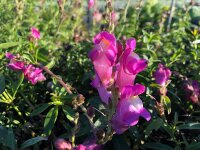Antirrhinum majus subsp. majus