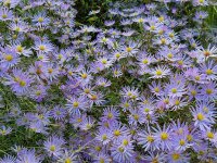 Aster (Symphyotrichum) turbinellus Leaflet